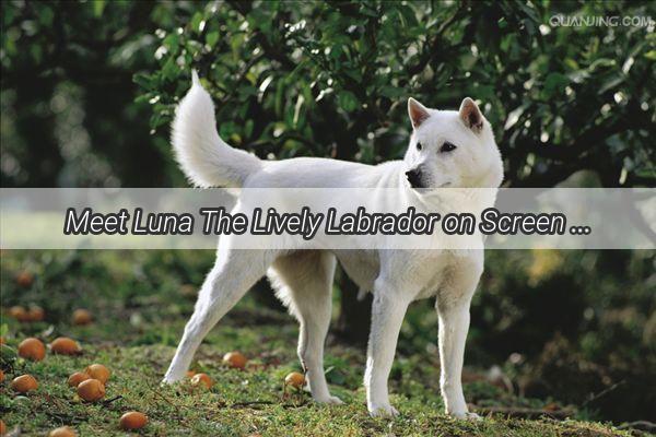 Meet Luna The Lively Labrador on Screen Whos Winning Hearts Across the Web